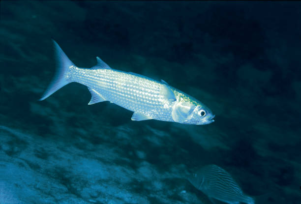 white mullet. - mullet fish stock pictures, royalty-free photos & images