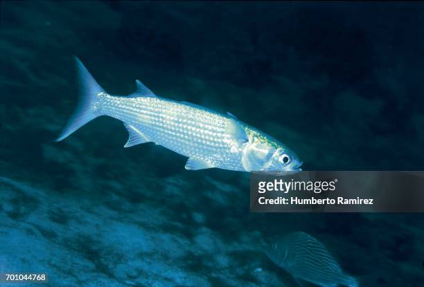 white mullet. - mullet fish stock pictures, royalty-free photos & images