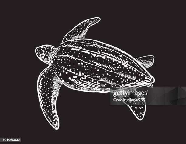 engraving style marine and nautical element - leatherback turtle - endangered species stock illustrations