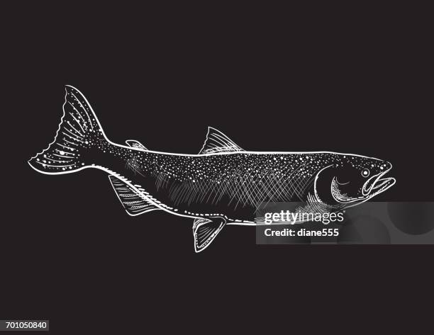 ilustrações, clipart, desenhos animados e ícones de gravura de estilo elemento marinho e náutico - salmão prateado - seafood
