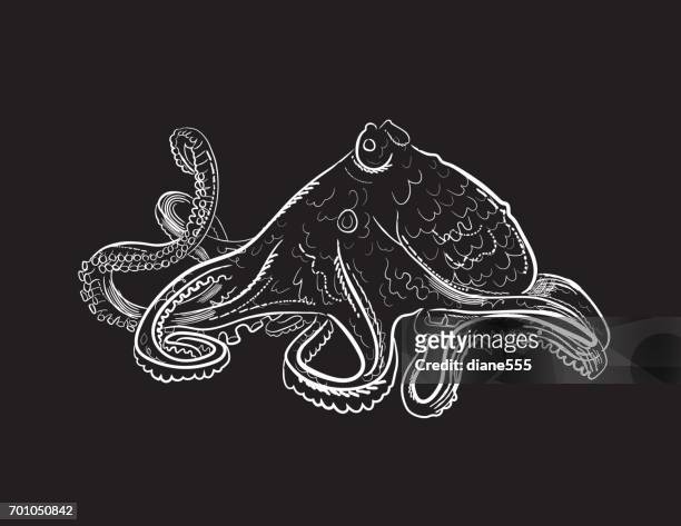 engraving style marine and nautical element - two spot octopus - octopus stock illustrations