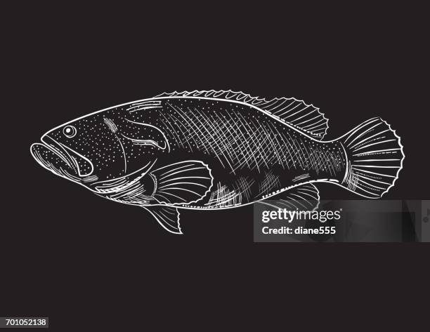 illustrazioni stock, clip art, cartoni animati e icone di tendenza di stile di incisione elemento marino e nautico - grouper - cernia