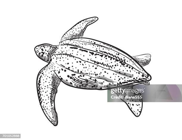 engraving style marine and nautical element - leatherback turtle - leatherback turtle stock illustrations