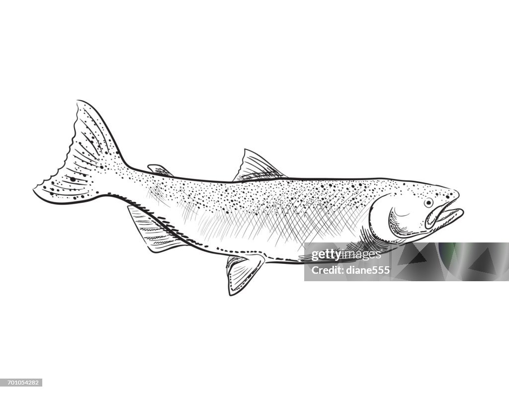Engraving Style Marine and Nautical Element - Coho Salmon