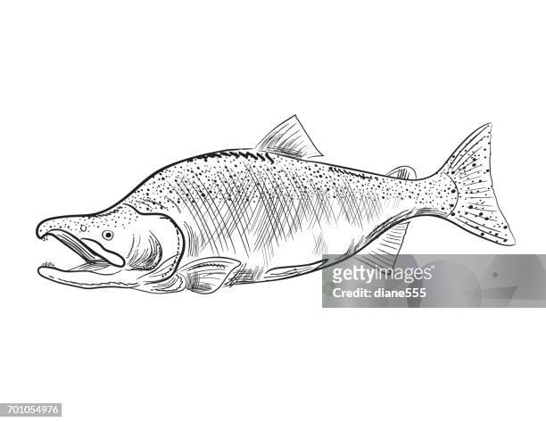 engraving style marine and nautical element - sockeye salmon - sockeye salmon stock illustrations