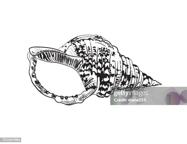 engraving style marine and nautical element - triton shell - conch shell stock illustrations