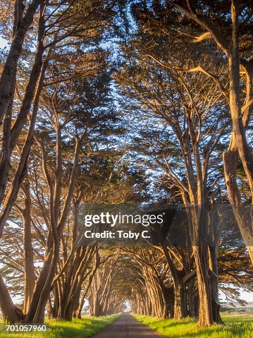 Point Ryes Trees Point Reyes Cypress Tree Tunnel At Golden Hour High-Res Stock Photo ...