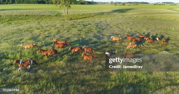 beautiful horses running and playing in spring pasture, aerial view - andalusian horse stock pictures, royalty-free photos & images