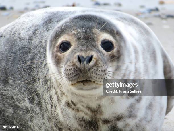common seal (phoca vitulina), helgoland, germany - harbour seal stock pictures, royalty-free photos & images
