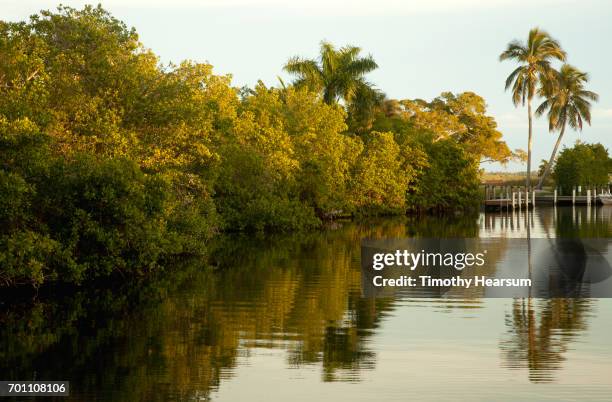 trees and their reflections in a still canal; late afternoon light - matlacha stock pictures, royalty-free photos & images
