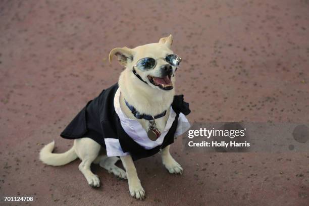 chihuahua dog in a tuxedo at a wedding - ring bearer fotografías e imágenes de stock