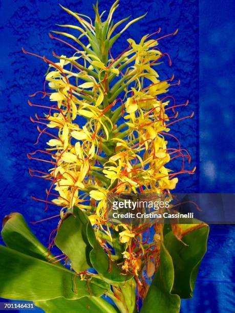 color surge - hedychium gardnerianum stock-fotos und bilder