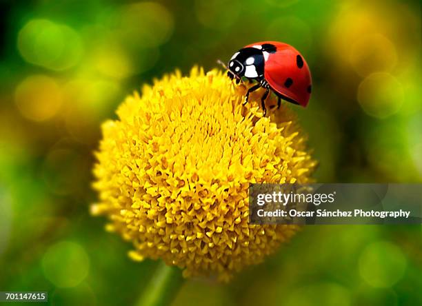 beautiful bugs - mariquita stock-fotos und bilder