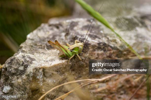 beautiful bugs - saltamontes stockfoto's en -beelden