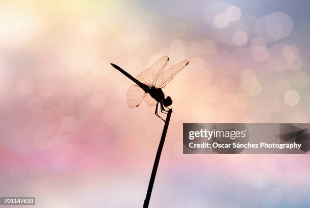 beautiful bugs - silueta stockfoto's en -beelden