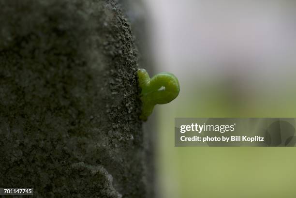 beautiful bugs - geometridae stock-fotos und bilder