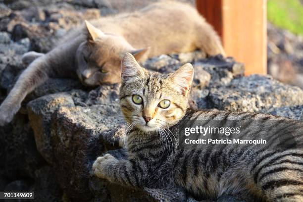58 Persistence Cat Stock Photos, High-Res Pictures, and Images - Getty ...