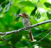 front view of Female Banded Kingfisher (Lacedo pulchella) on the branch in nature at Khao Yai National park, Thailand