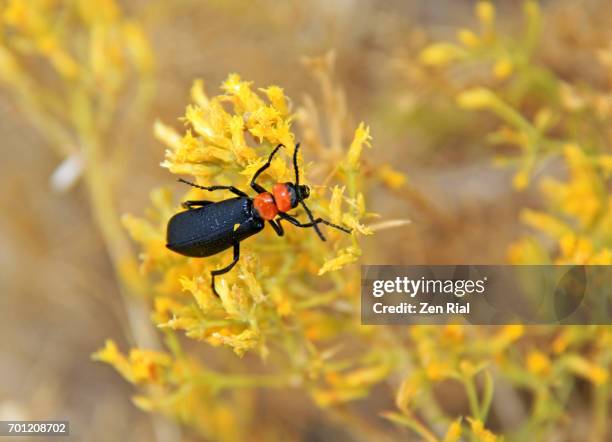 lytta vulnerata, black beetle with orange head on rabbitbrush (ericameria nauseosa) flowers - rabbit brush stock-fotos und bilder