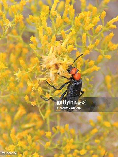 lytta vulnerata, black beetle with orange head on rabbitbrush (ericameria nauseosa) flowers - rabbit brush stock pictures, royalty-free photos & images