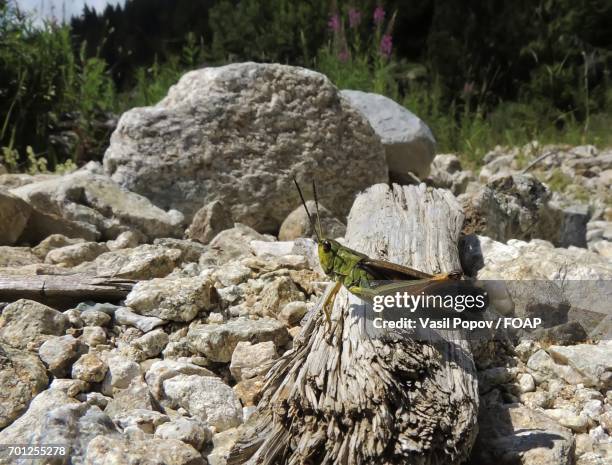 grasshopper on rock - krekels en sprinkhanen stockfoto's en -beelden