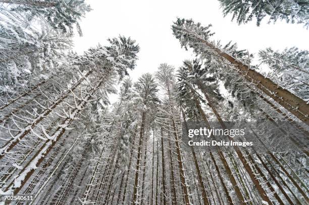 snow covered trees, low angle view, bavarian forest national park, bavaria, germany - neige épaisse photos et images de collection