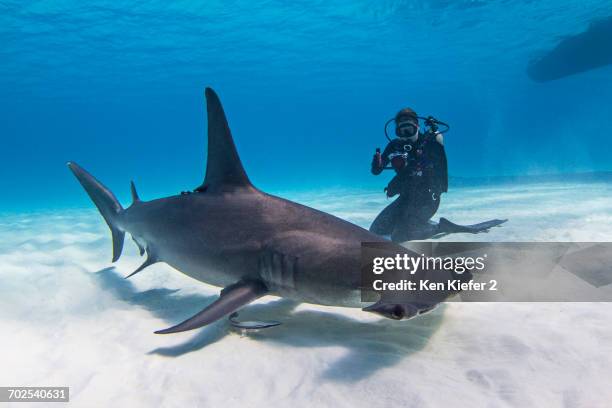 diver beside great hammerhead shark, underwater view - great hammerhead shark stock-fotos und bilder