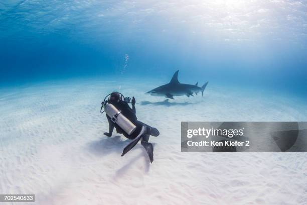 diver swimming with great hammerhead shark, underwater view - great hammerhead shark stock pictures, royalty-free photos & images