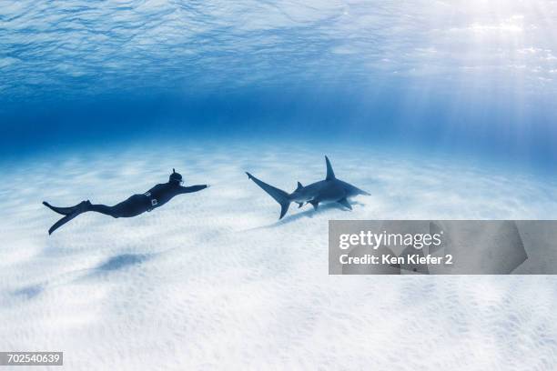 diver swimming with great hammerhead shark, underwater view - great hammerhead shark stockfoto's en -beelden