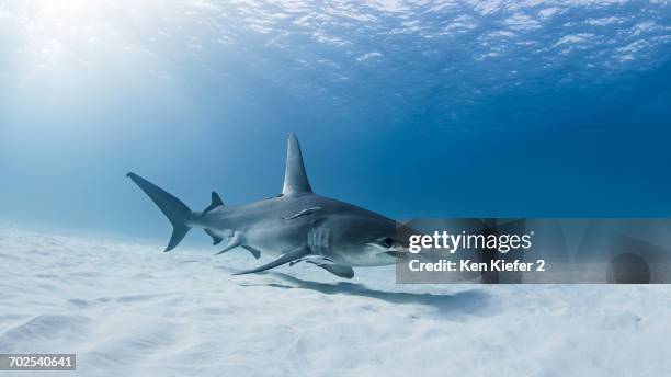 great hammerhead shark, underwater view - great hammerhead shark stockfoto's en -beelden