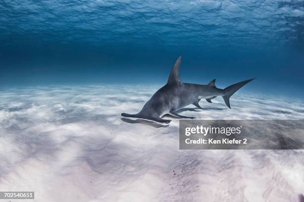 great hammerhead shark, underwater view - great hammerhead shark stockfoto's en -beelden