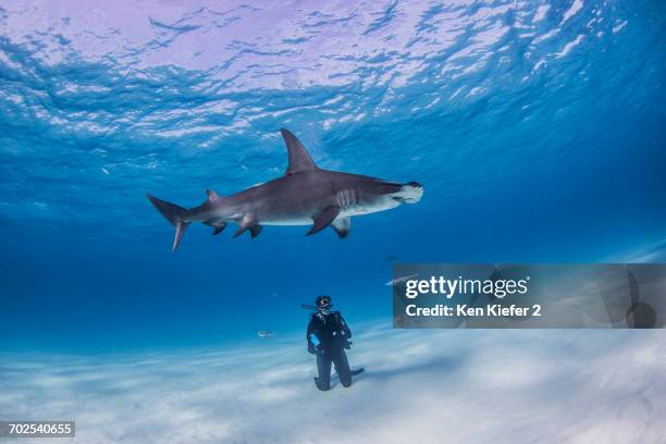 diver watching great hammerhead shark, underwater view - bimini fotografías e imágenes de stock