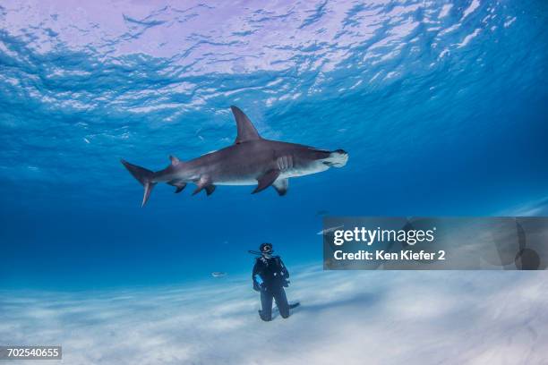 diver watching great hammerhead shark, underwater view - great hammerhead shark stockfoto's en -beelden