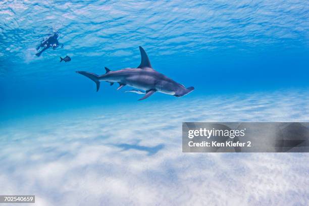 great hammerhead shark, underwater view - great hammerhead shark stock-fotos und bilder