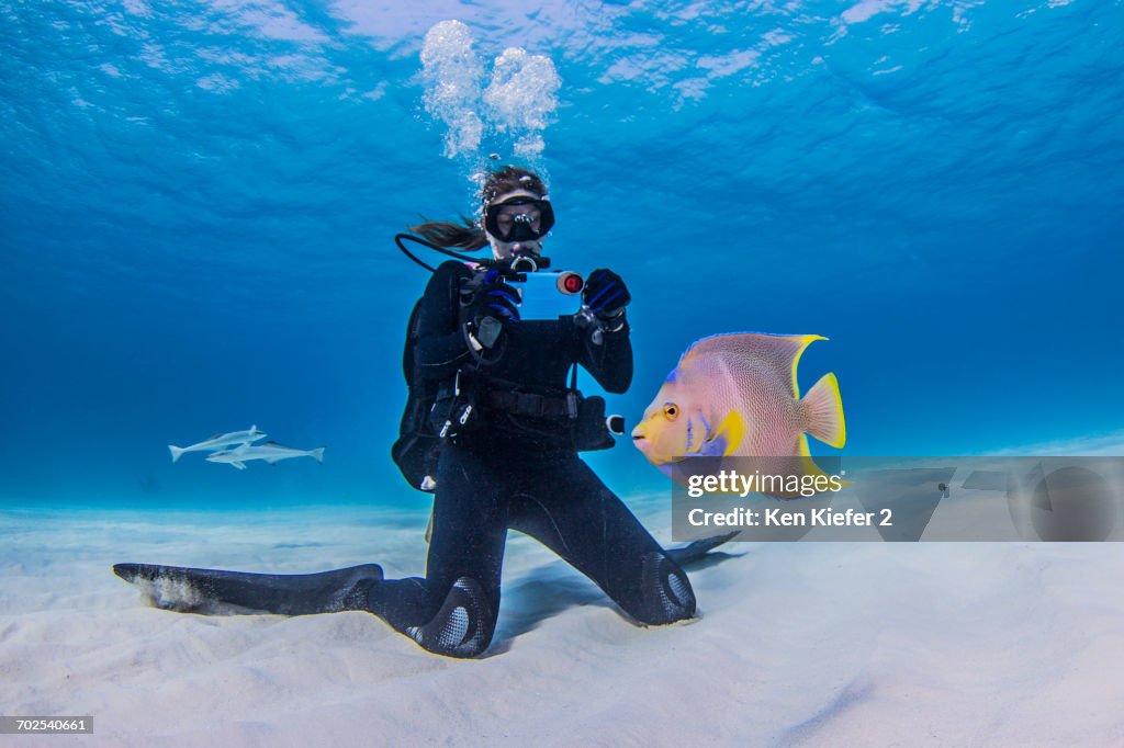 Diver photographing Juvenile Queen Angel fish, underwater view