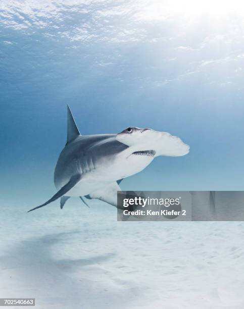 great hammerhead shark, underwater view - great hammerhead shark stock pictures, royalty-free photos & images