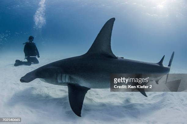 diver beside great hammerhead shark, underwater view - great hammerhead shark stock-fotos und bilder