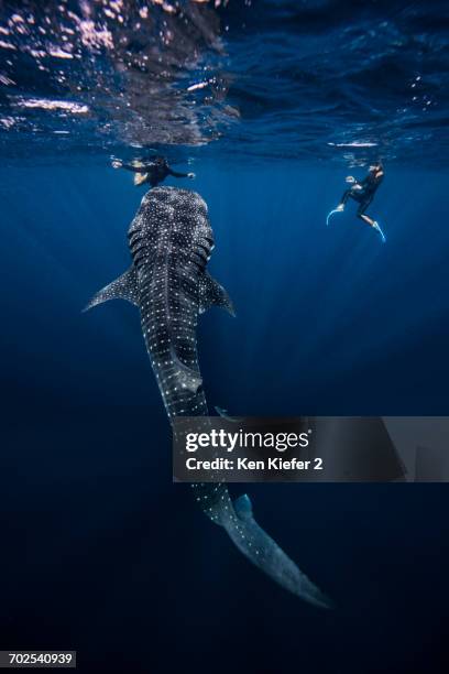 divers swimming with whale shark, underwater view, cancun, mexico - valhaj bildbanksfoton och bilder