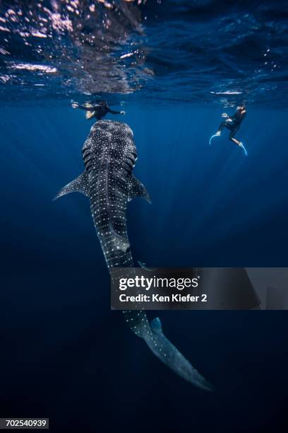 divers swimming with whale shark, underwater view, cancun, mexico - whale shark 個照片及圖片檔