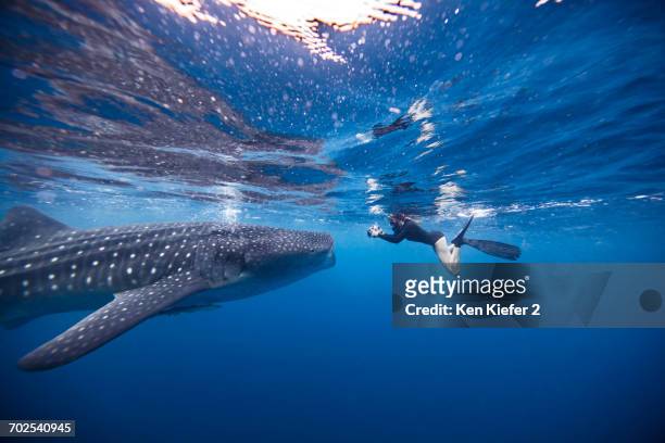 diver swimming with whale shark, underwater view, cancun, mexico - walvishaai stockfoto's en -beelden