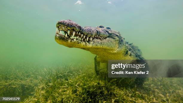 american saltwater crocodile, underwater view - australian saltwater crocodile ストックフォトと画像