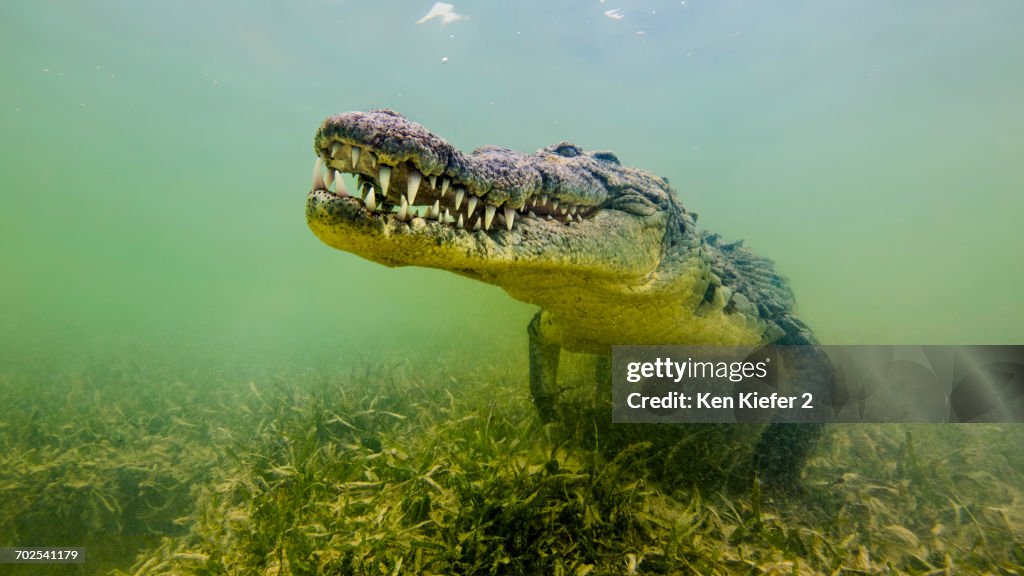 American saltwater crocodile, underwater view