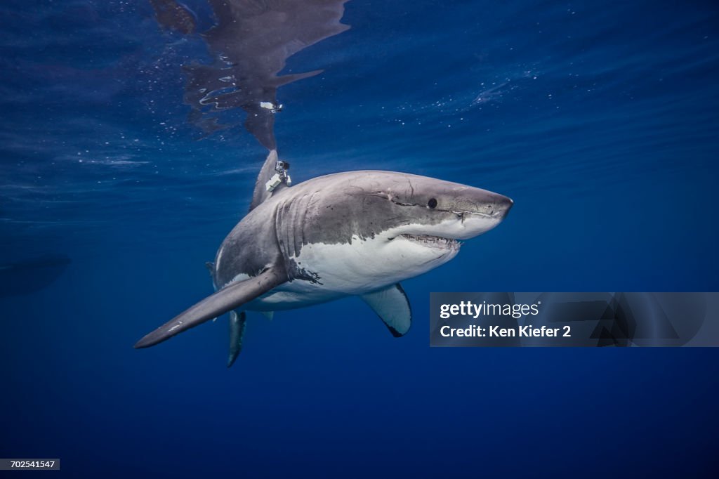 Great white shark, underwater view, Guadalupe Island, Mexico