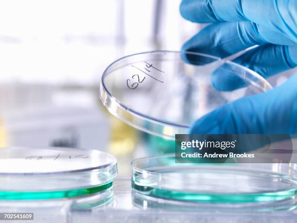 scientist lifting lid of petri dish to inspect growth of specimen during experiment in laboratory - stem cell growth stock pictures, royalty-free photos & images