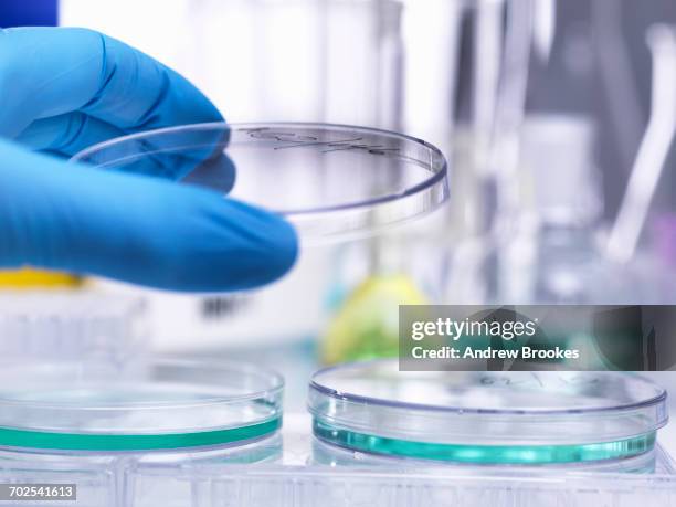 scientist lifting lid of petri dish to inspect growth of specimen during experiment in laboratory - stem cell growth stock pictures, royalty-free photos & images