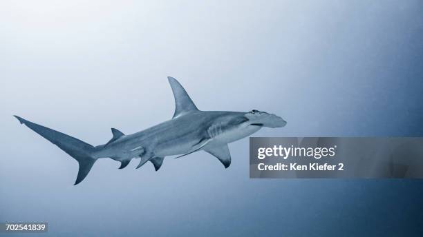 great hammerhead shark, underwater view - great hammerhead shark stock-fotos und bilder