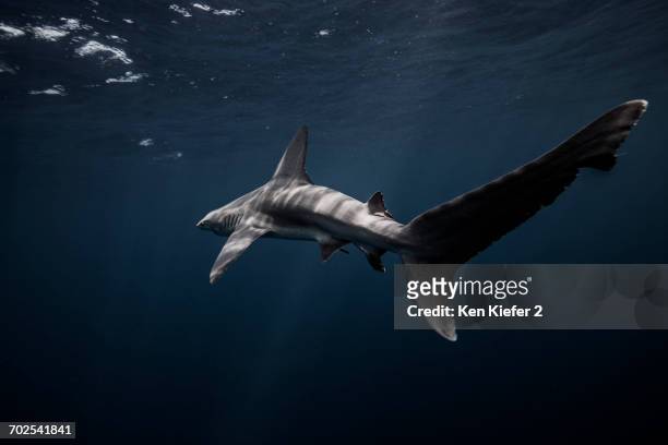 sandbar shark, swimming, underwater view, jupiter, florida - jupiter florida fotografías e imágenes de stock