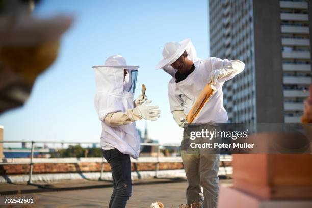 beekeepers discussing honeycomb on city rooftop - apiculture stock pictures, royalty-free photos & images