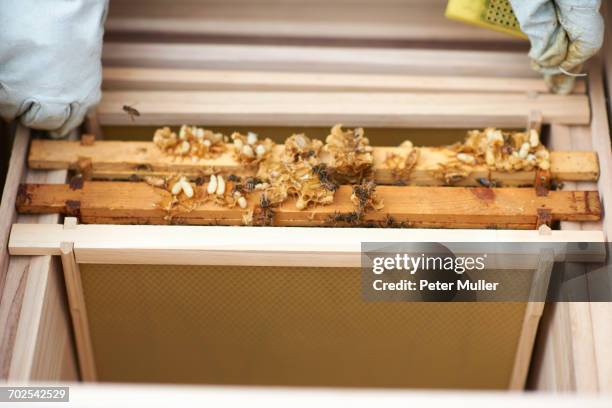 Bee Frame Inspection Rack 1,506 Hive Frame Stock Photos, High-Res Pictures, and Images - Getty Images
