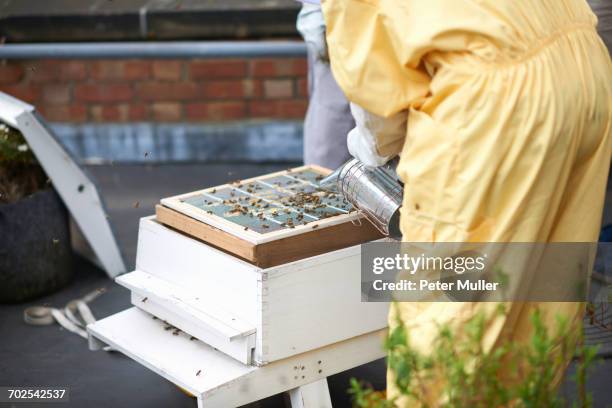 beekeepers inspecting hive, mid section - beekeeper tending hives stock pictures, royalty-free photos & images